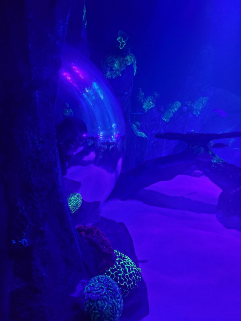 Aquarium Glasauge